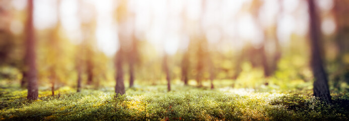 Green forest bokeh panorama