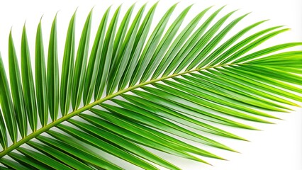 Obraz premium Tropical coconut palm leaf isolated on white background extreme close-up