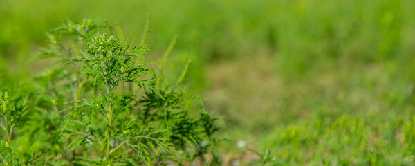 Ragweed blooms in the garden. Selective focus.