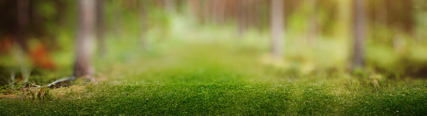 Naklejka premium Forest nature sunrise panorama