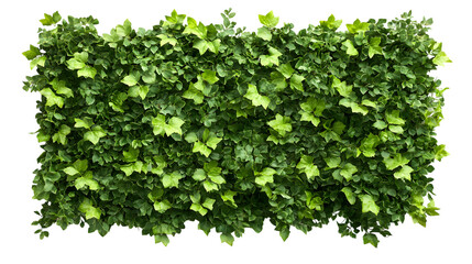 Obraz premium Green plant wall panno, isolated on white background