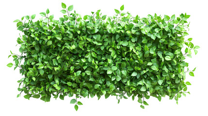 Obraz premium Green plant wall panno, isolated on white background