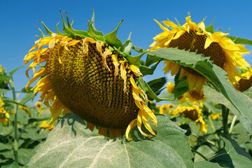 Big beautiful mature sunflower at the field of sunflowers