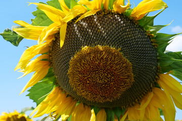 Big mature sunflower with black seeds before harvest. Fibonacci golden ratio