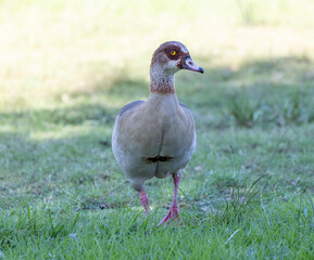 duck in the grass