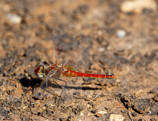 close up of a dragonfly