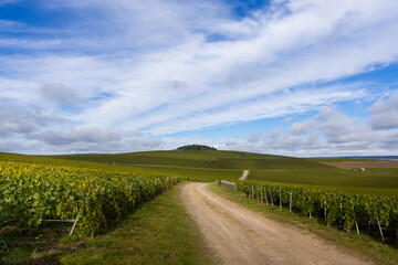 Vineyards for the creation of champagne in the region of Reims, France.