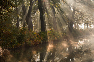 Obraz premium Piękny jesienny krajobraz z mgłą i promieniami słońca o wschodzie, tapeta, Czechowice Dziedzice.