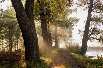 Piękny jesienny krajobraz z mgłą i promieniami słońca o wschodzie, tapeta, Czechowice Dziedzice.