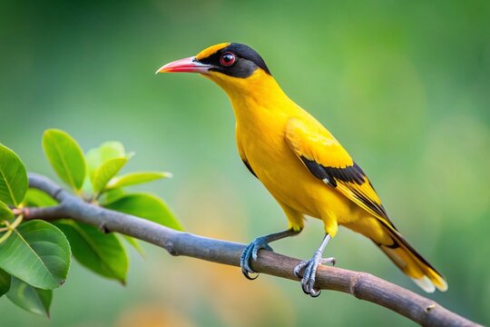 Elegant Black-Naped Oriole Perched on Tree Branch in Minimalist Style