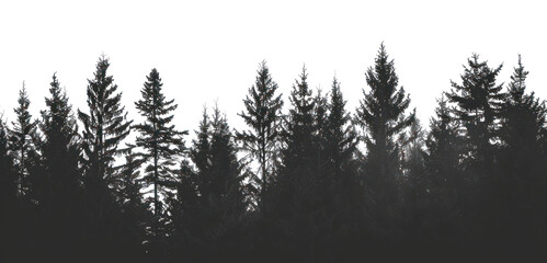 PNG Serene black-and-white forest silhouette