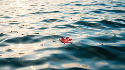 Fototapeta premium A single crimson leaf floats serenely on the gentle ripples of a tranquil blue water surface, a poignant reminder of nature's transient beauty.