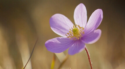 Fototapeta premium A delicate purple flower blooming in the warm sunlight of a spring meadow