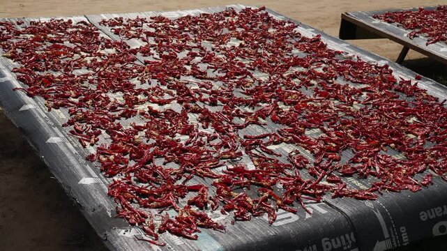 ed peppers dried under the sun