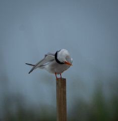 Surf City, North Carolina, USA- June 28th, 2024: Least tern preening