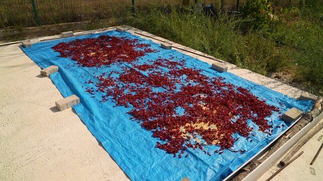 Chillies dried under the sun