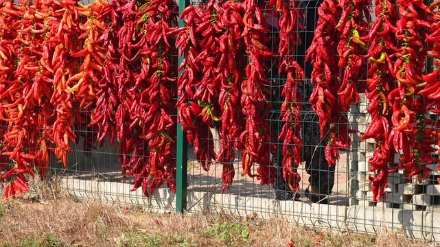 drying chillies hanging on the fence