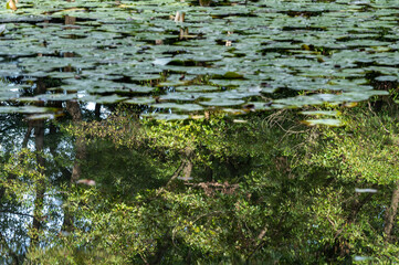 蓮の池に映る森の葉