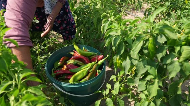 Farmer woman picking green and red chillies