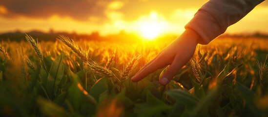 Fototapeta premium In the field, a female hand gently stokes ripening golden wheat