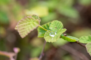 葉っぱに落ちた雨の雫