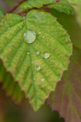 葉っぱに落ちた雨の雫