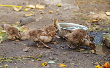 Ducks on a farm. Selective focus.