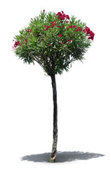 Blooming oleander tree with red blossoms isolated on white background