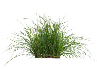 Bush of green ornamental grass isolated on white background