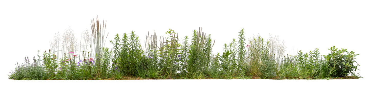 Cut Out Plants Images  Browse 5,365,046 Stock Photos, Vectors, and Video |  Adobe Stock