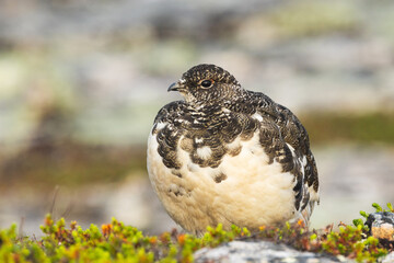 Close-up of a Rock ptarmigan resting on an early summer morning in the mountains of Urho Kekkonen National Park, Northern Finland	