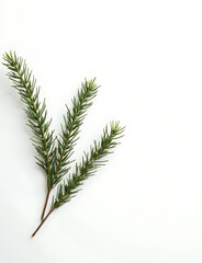 Fototapeta premium Green pine twigs arranged in Christmas decorations feature a simple elegance with silver accents against a crisp white backdrop.