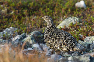An alert Rock ptarmigan standing on a mountain in Urho Kekkonen National Park, Northern Finland