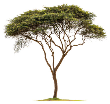 PNG A Acacia tree acacia nature illustration.