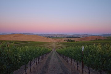 Obraz premium Peaceful Vineyard at Dusk Under a Colorful Sky