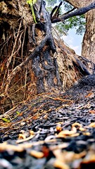 a photo of the remains of a wood fire