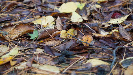 autumn leaves on the ground