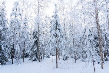 A young mixed forest with Spruce, Birch and Pine trees after commercial thinning in rural Estonia,...