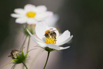 Fototapeta premium Anemon trzmiel