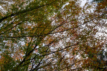Obraz premium Deutscher Wald am sonnigen Tag in Herbststimmung.