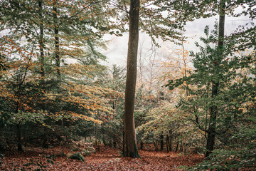 Obraz premium autumn in the park