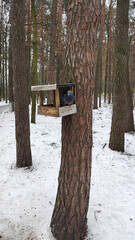 A homemade bird feeder hangs on a tree in a winter forest. A pigeon is sitting in the manger. Caring for wild birds