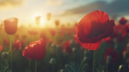 Fototapeta premium A vibrant poppy flower, known as Papaver rhoeas, is beautifully illuminated by soft sunlight, symbolizing remembrance day, serving as a poignant reminder of the sacrifices made for peace and freedom