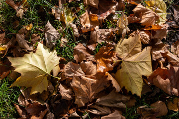 Autumn Leaves