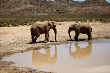 River, elephant and animals in savannah for conservation, wildlife and sustainability outdoors....