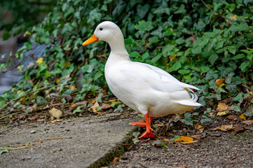 Weiße Ente spaziert am Ufer