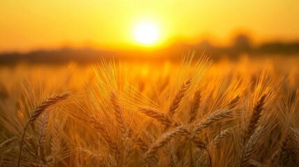 Obraz premium Golden wheat field at sunset with close-up of ripening ears against a rural landscape background, capturing the beauty of harvest season in summer's warm glow 