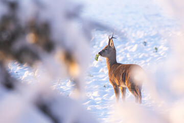 Roe deer buck standing on a snowy field and eating rape leaves during a beautiful evening in rural Estonia, Northern Europe © adamikarl