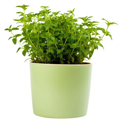 Naklejka premium PNG Potted green herbs vegetable plant leaf.