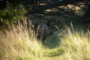 Wildschwein (Schwarzwild) im Wald. Versteckt hinter dem Gras. 